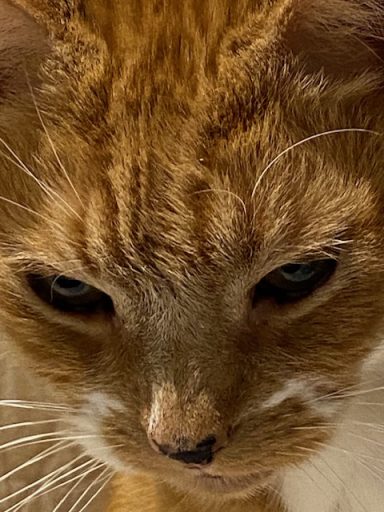 Giles Ginger Short Hair